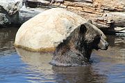 11 - Grouse Mountain - IMG_1525